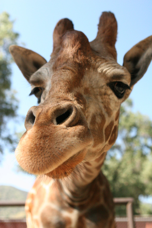 I am 2 1/2 years old