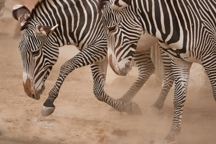 Zebras